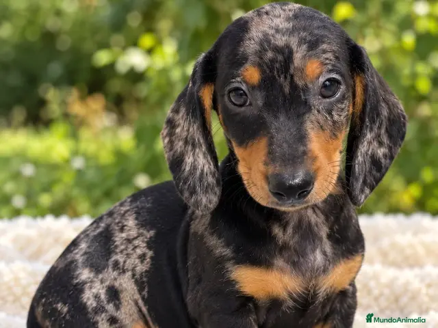 Teckel Miniatura perros en venta: TECKEL MINI CACHORROS - HEMBRA Y MACHO - Anuncio 3