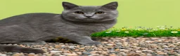 Británico de Pelo Corto gatos en venta: British Shorthair  - Anuncio 17