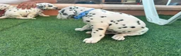 Dálmata perros en venta: Preciosos Cachorros Dálmata Super Amorosos - Anuncio 5