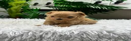 Maltipoo perros en venta: MALTIPOO COREANO 100% - Anuncio 3