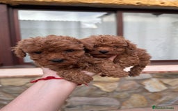 Caniche Toy perros en venta: Excelente camada de caniche rojo toy.  - Imagen 1