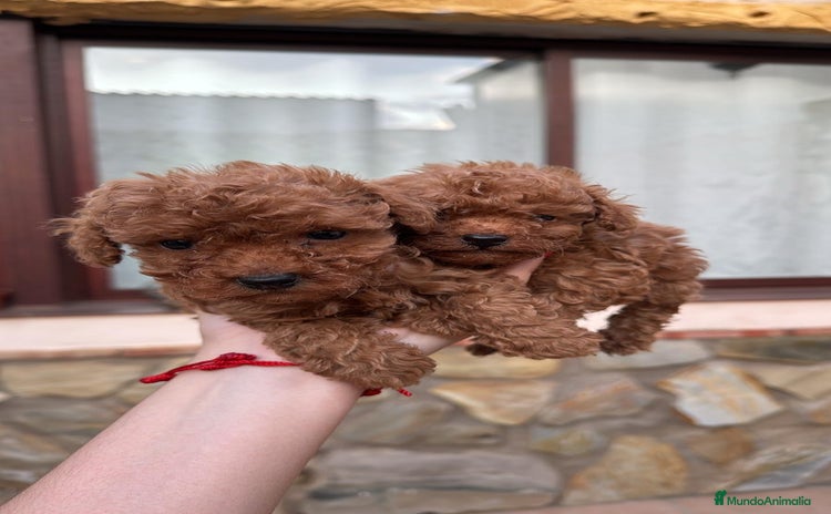Caniche Toy perros - Anuncio 6