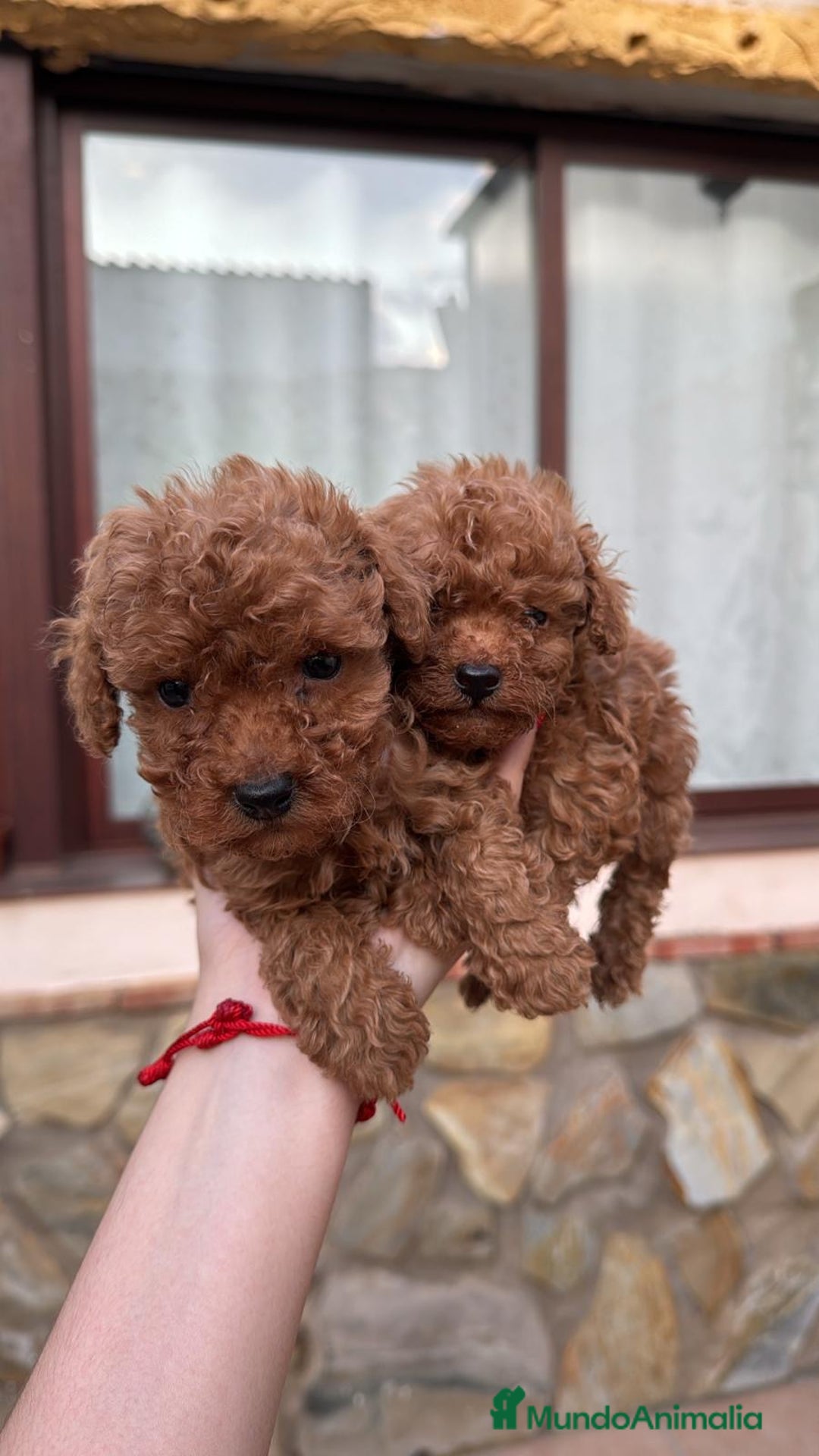 Caniche Toy perros en venta: Excelente camada de caniche rojo toy.  - Imagen 1