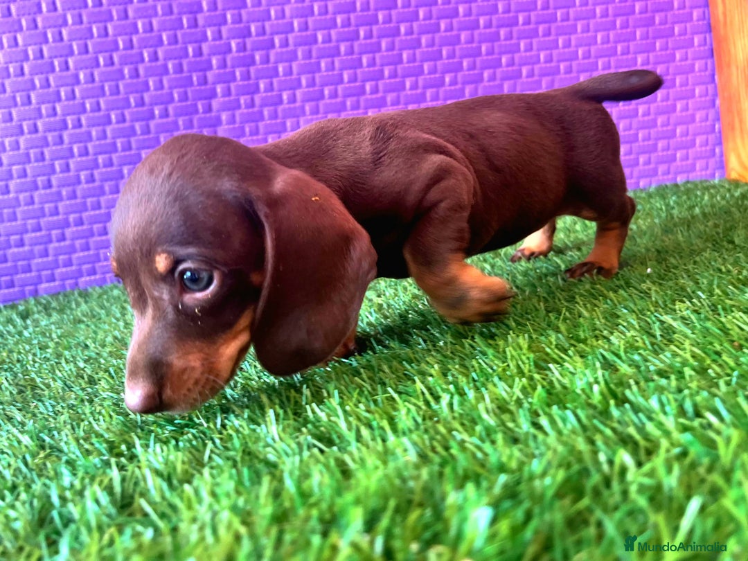 Teckel Miniatura perros en venta: Teckel Arlequín blue  - Anuncio 4