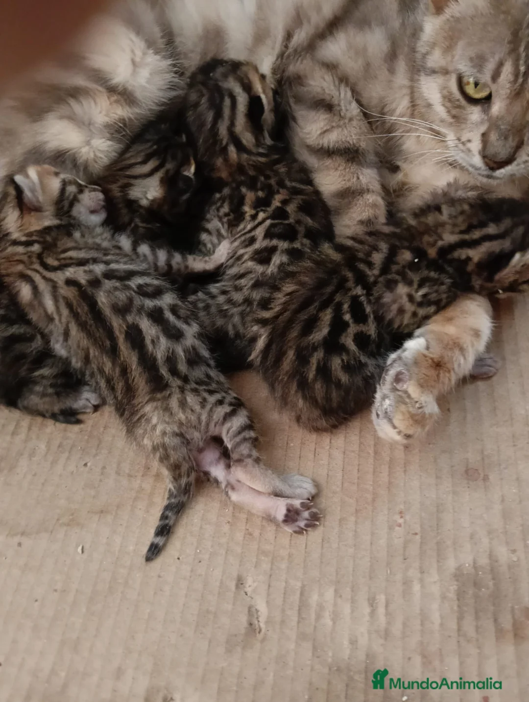 Bengalí gatos en venta: GATITOS BENGALI - Anuncio 1