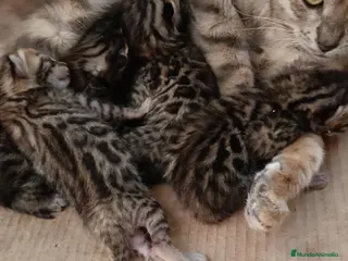 Bengalí gatos GATITOS BENGALI - Anuncio 3