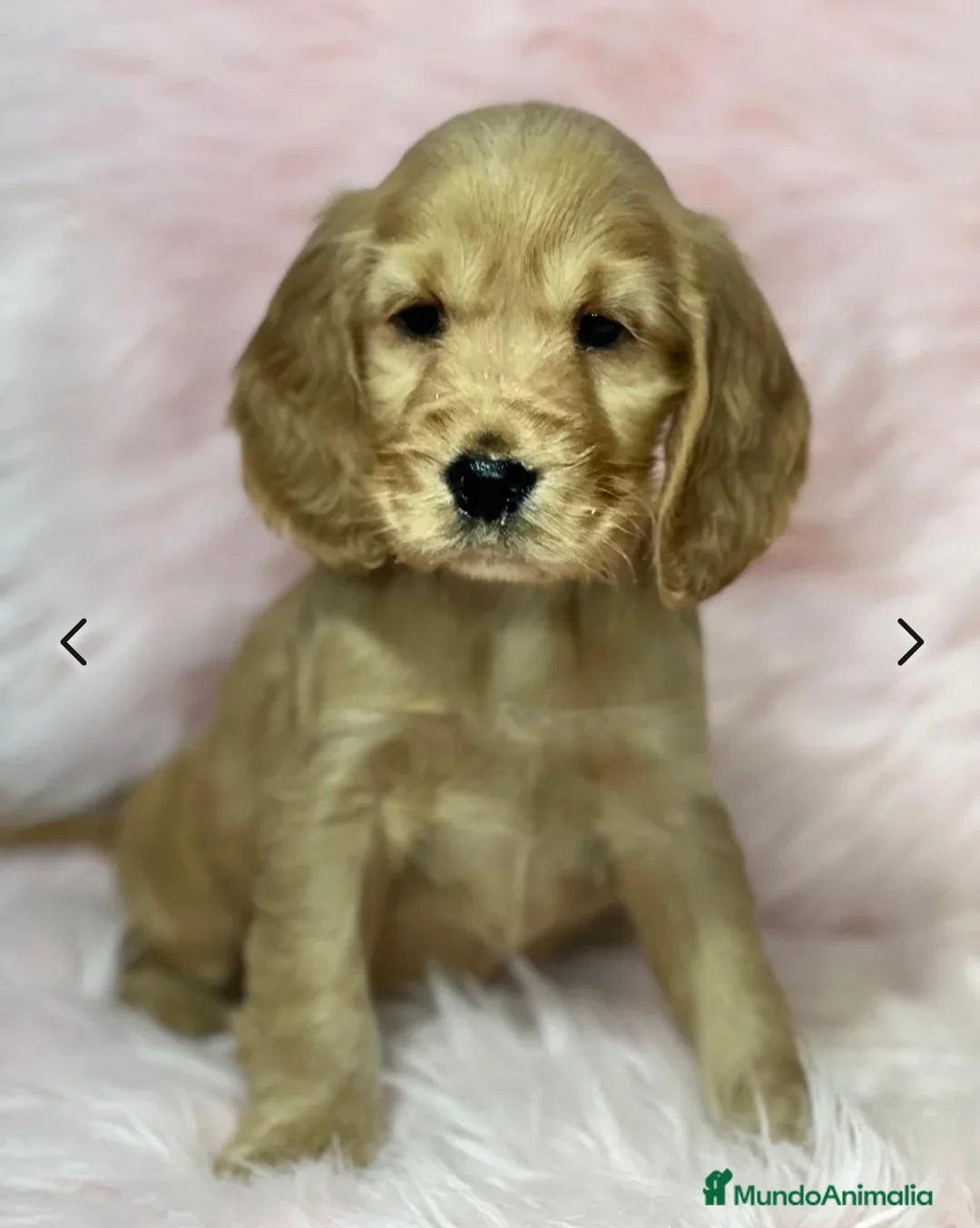 Cocker Spaniel Inglés perros en venta: COCKER SPANIEL INGLÉS HEMBRA DISPONIBLE en Barcelona - Anuncio 2