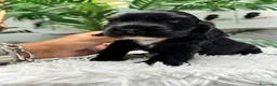 Cocker Spaniel Inglés perros en venta: COCKER DPANIEL INGLÉS  - Anuncio 5
