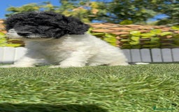 Perro de Agua Español perros en venta: PERRO DE AGUA HEMBRA - Imagen 5