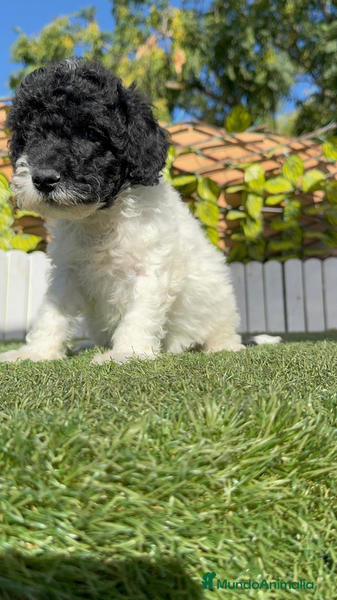 Perro de Agua Español perros en venta: PERRO DE AGUA HEMBRA - Imagen 5