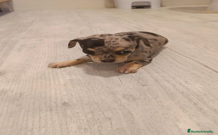 Chihuahua perros - Anuncio 1