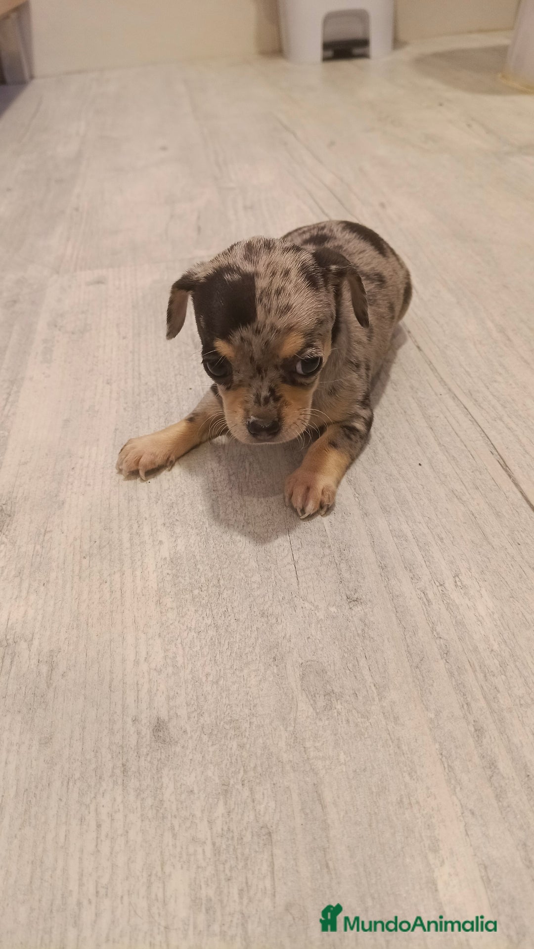 Chihuahua perros en venta: Hembra chihuahua merle toys  - Imagen 1