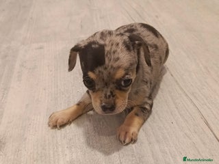 Chihuahua perros - Anuncio 26