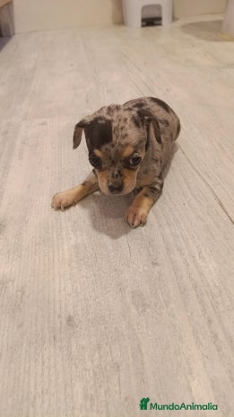 Chihuahua perros - Anuncio 16