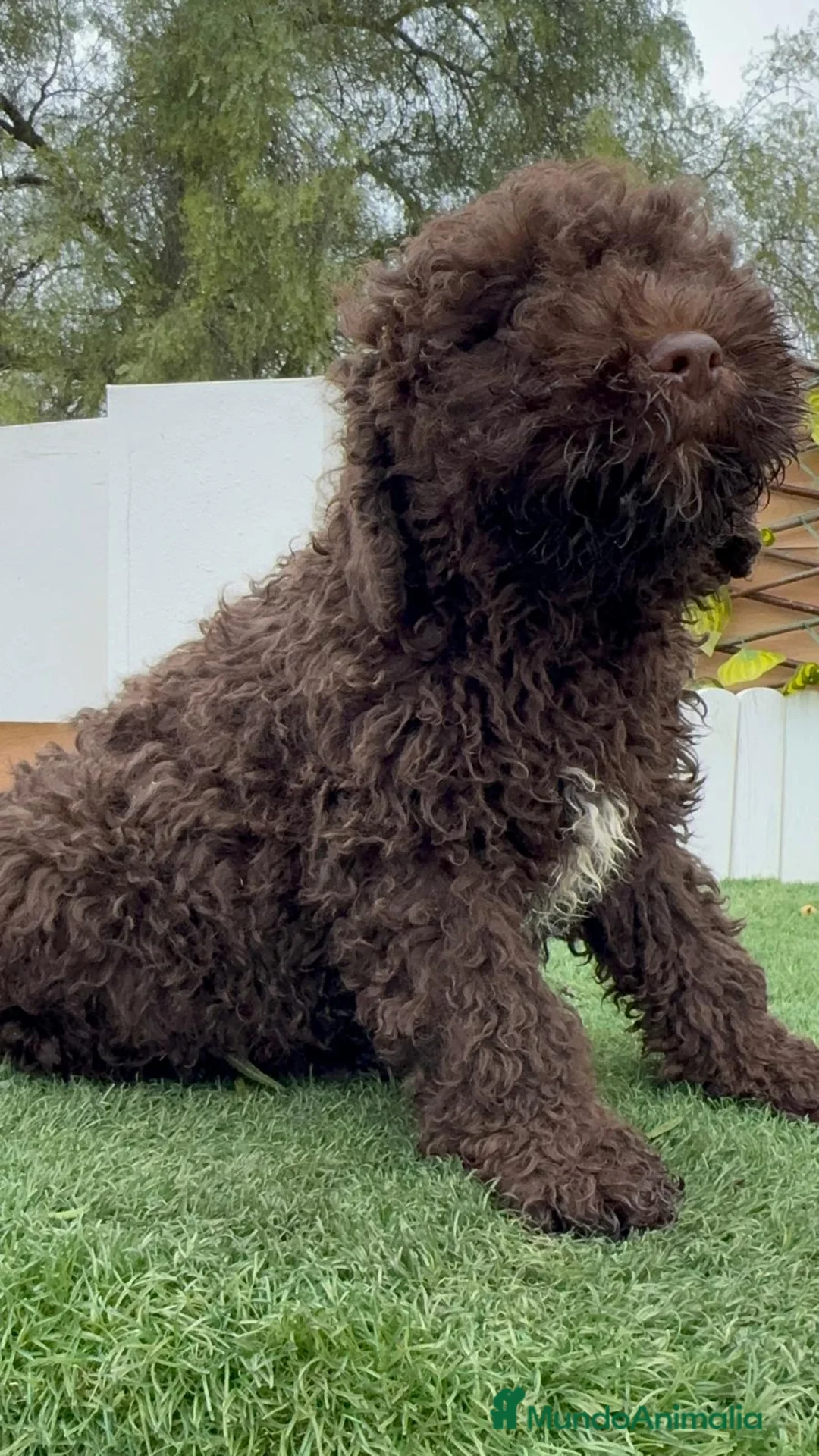 Perro de Agua Español perros en venta: PERRO DE AGUA ESPAÑOL - Anuncio 9