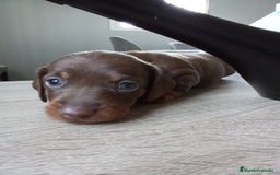 Teckel perros en venta: Hembra de teke kaninchen  - Imagen 2