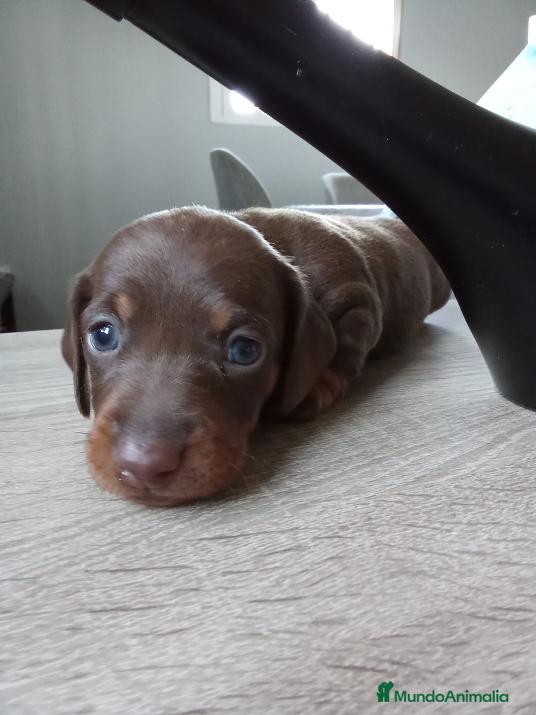 Teckel perros en venta: Hembra de teke kaninchen  - Imagen 2