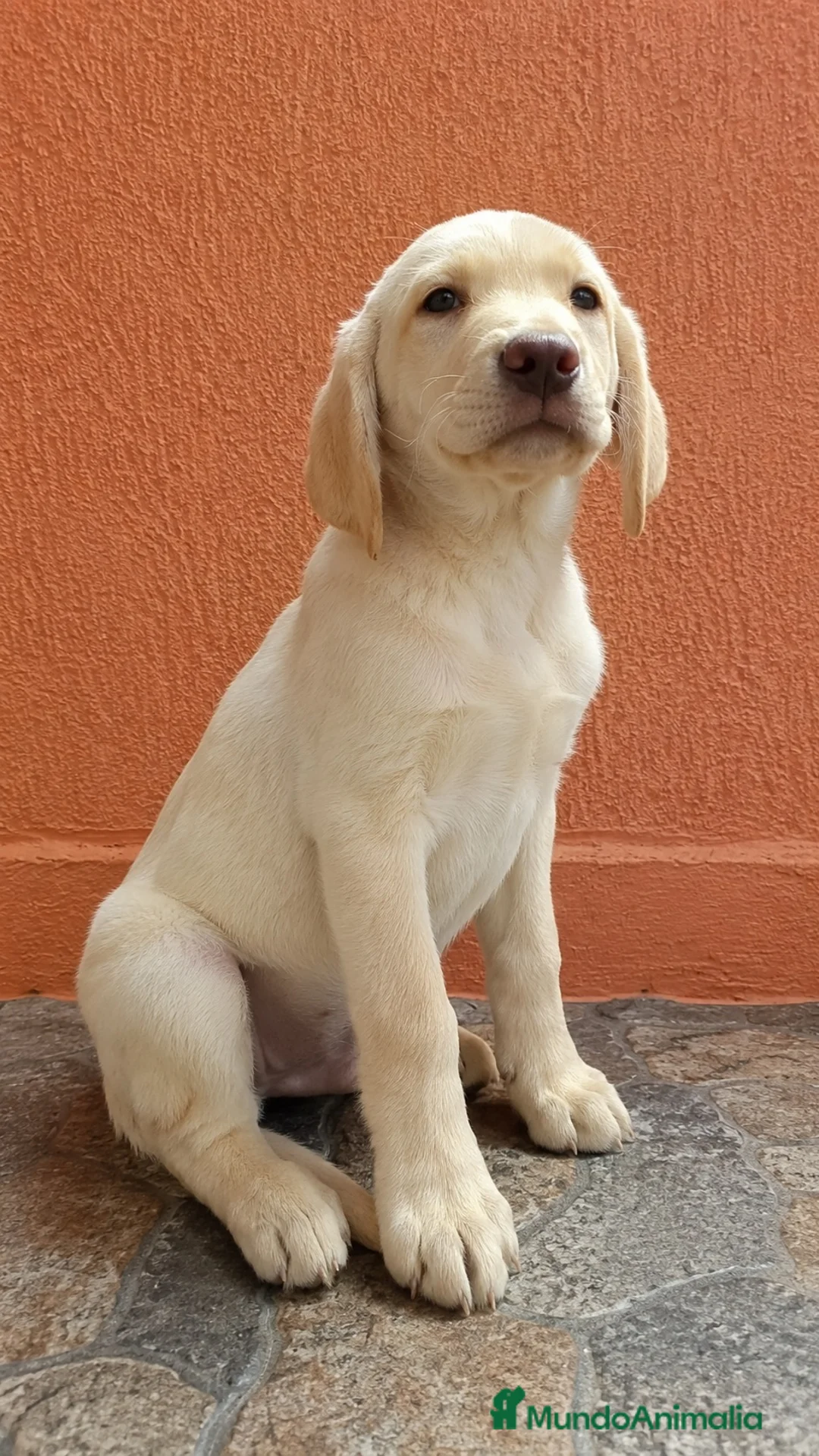 Labrador Retriever perros en venta: Labrador retriever hembras🐶🐾 - Anuncio 1