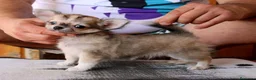 Chihuahua perros en venta: Machito de pelo largo - Anuncio 7