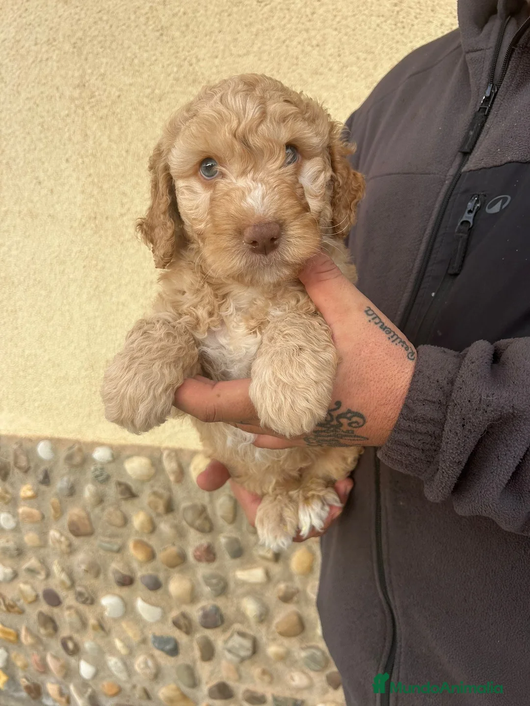 Perro de Agua Español perros en venta: Perro de agua  - Anuncio 5