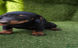 Teckel Miniatura perros en venta: teckel canichen  negro fuego  - Imagen 18