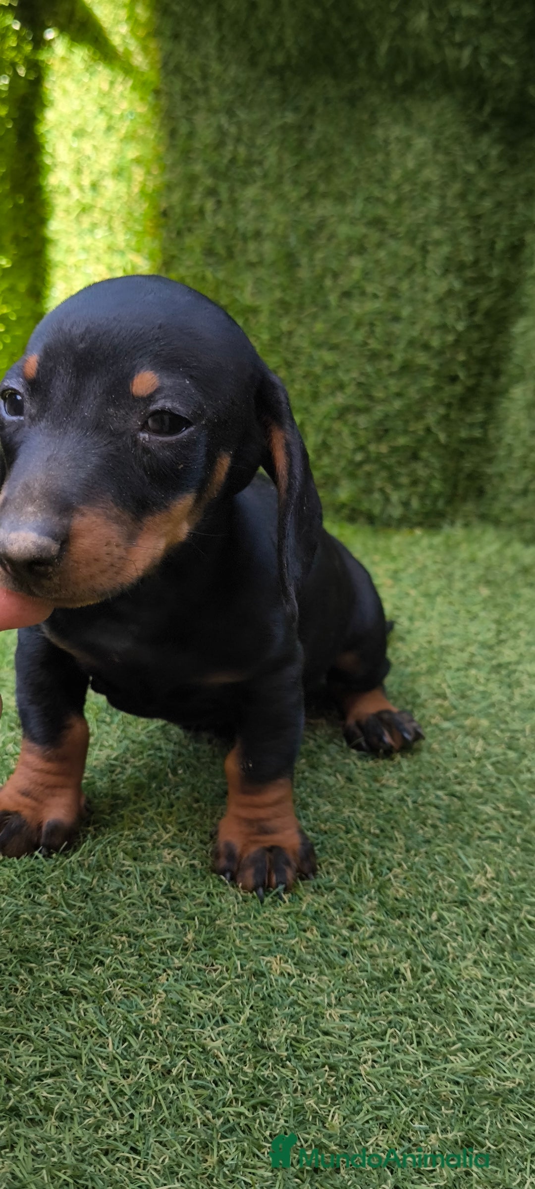 Teckel Miniatura perros en venta: teckel canichen  negro fuego  - Imagen 18
