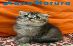 Scottish Fold gatos en venta: Scottish Fold Macho 6417 AQUANATURA - Imagen 2