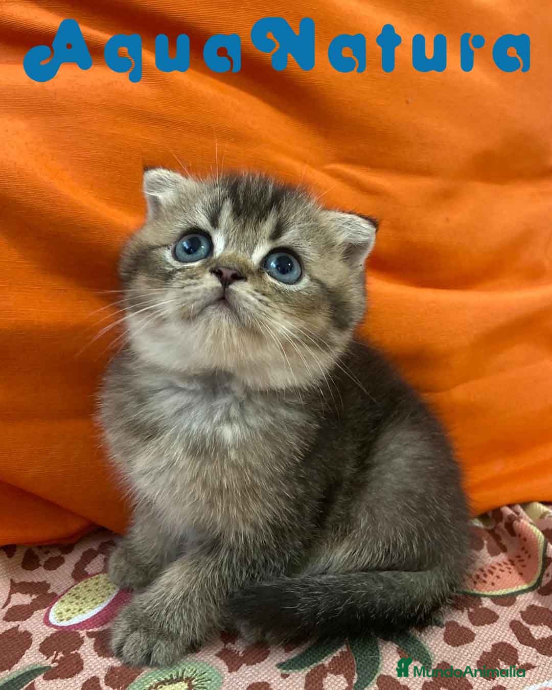 Scottish Fold gatos en venta: Scottish Fold Macho 6417 AQUANATURA - Imagen 2