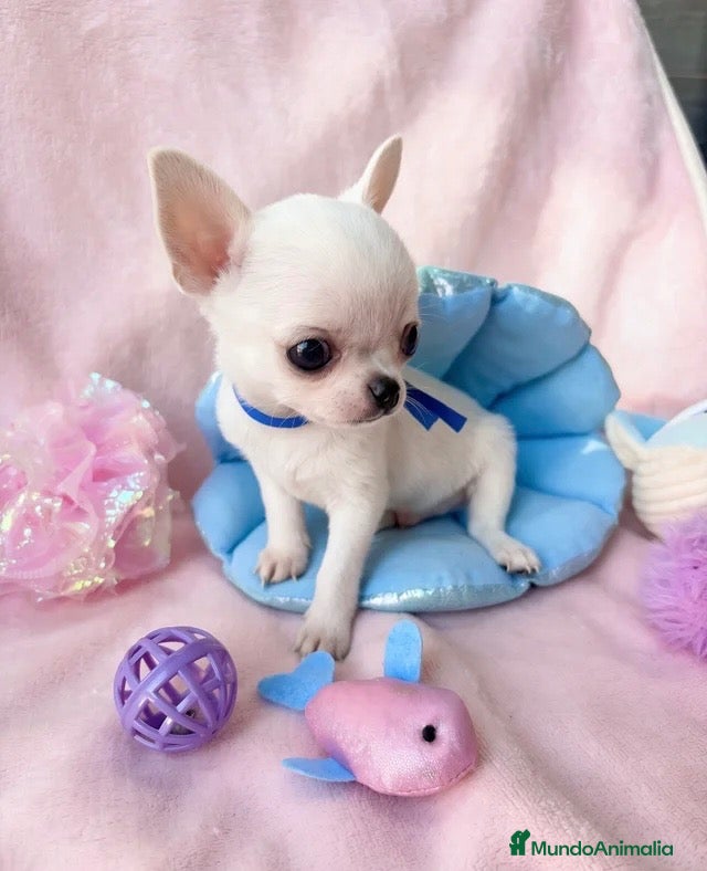 Chihuahua perros 🤍 PRECIOSOS CHIHUAHUA BLANCOS 🤍 - Anuncio 2