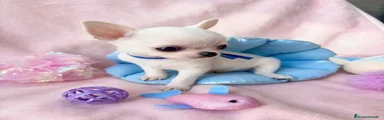 Chihuahua 1