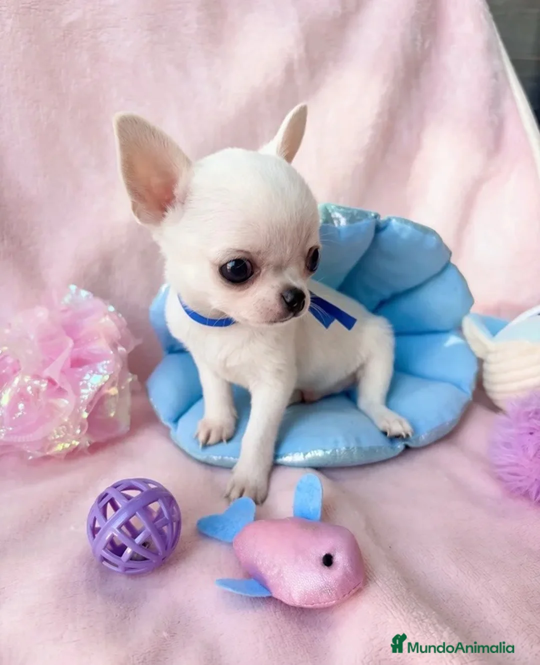 Chihuahua perros en venta: 🤍 PRECIOSOS CHIHUAHUA BLANCOS 🤍 - Anuncio 2