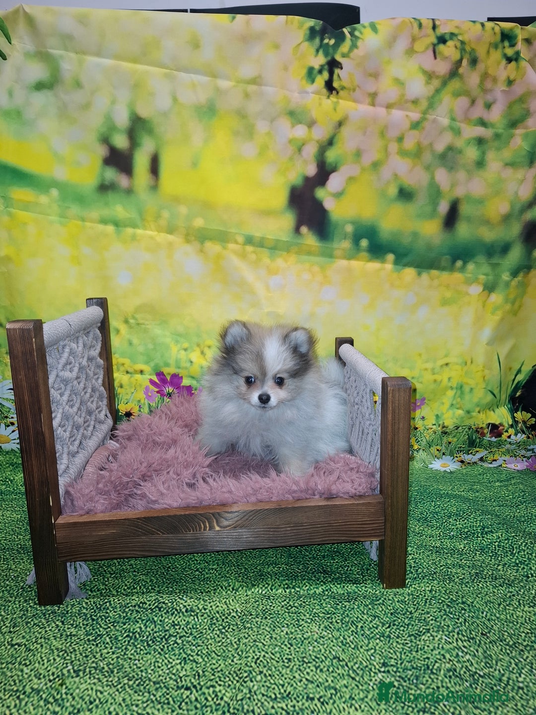 Pomerania perros en venta: Hembra pomerania  - Anuncio 1