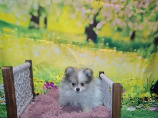Pomerania perros Hembra pomerania - Anuncio 1
