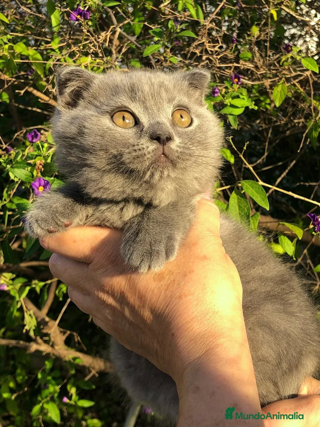 Scottish Fold gatos en venta: Scottish fold machos azul - Anuncio 2