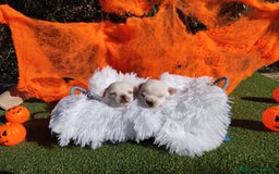 Chihuahua perros en venta: CHIHUAHUAS TOYS CABEZA MANZANA - Imagen 1
