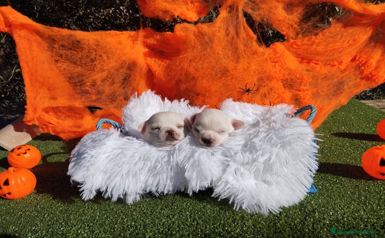 Chihuahua perros - Anuncio 8