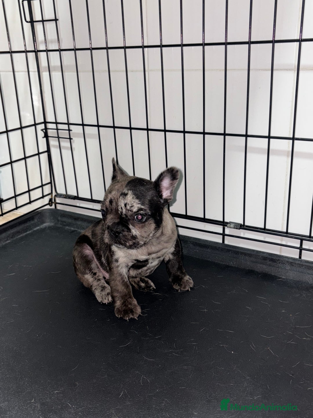 Bulldog Francés perros en venta: Cachorra bulldog francés merle  - Anuncio 1