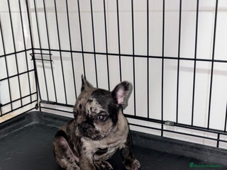 Bulldog Francés perros Cachorra bulldog francés merle - Anuncio 1