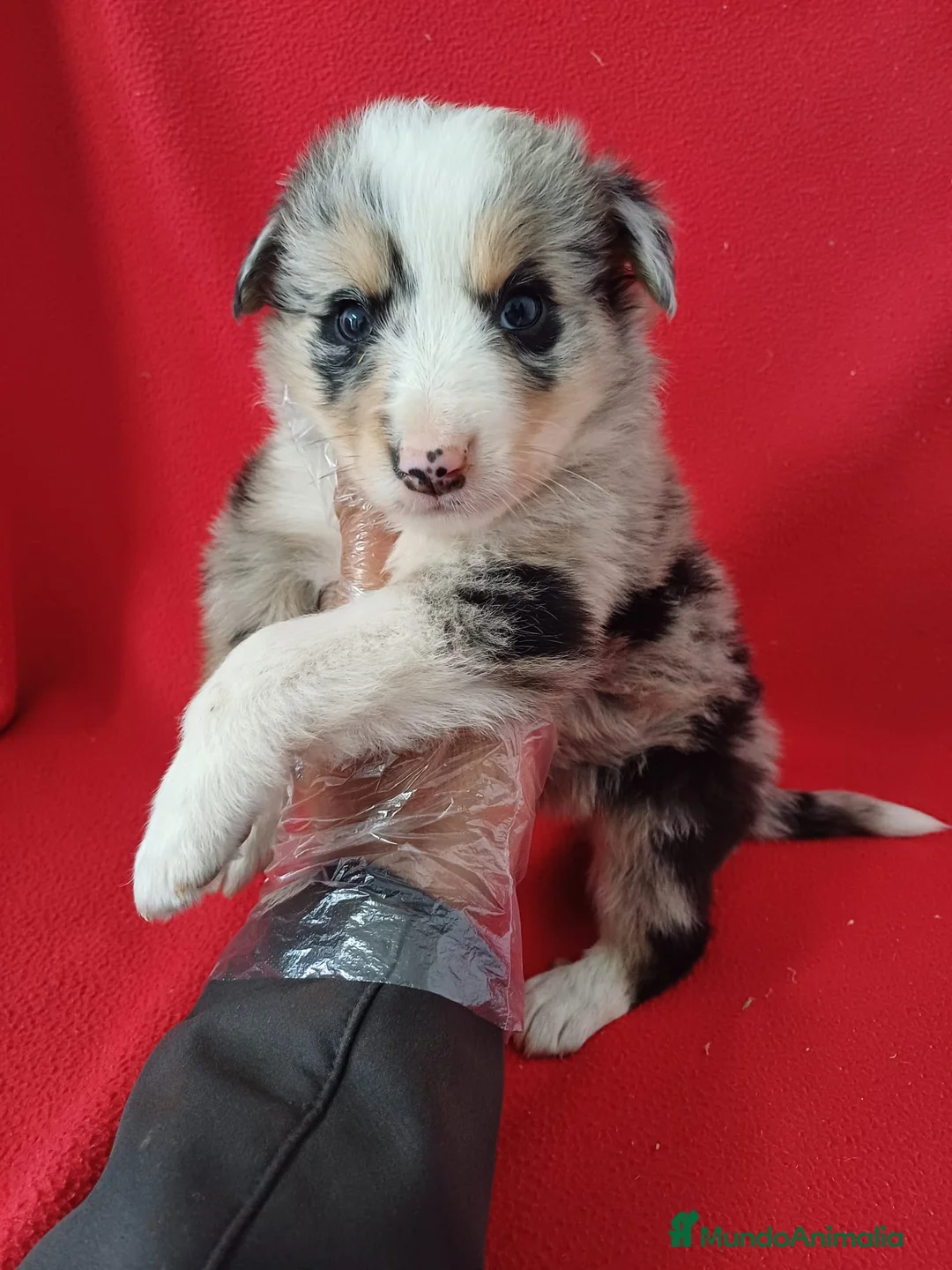 Border Collie perros en venta: Border Collie Merle  - Anuncio 1