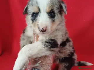 Border Collie perros Border Collie Merle - Anuncio 1