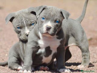 American Pit Bull Terrier perros AMERICAN PITBULL BLUE - TRICOLOR - MERLE en Sevilla - Anuncio 23