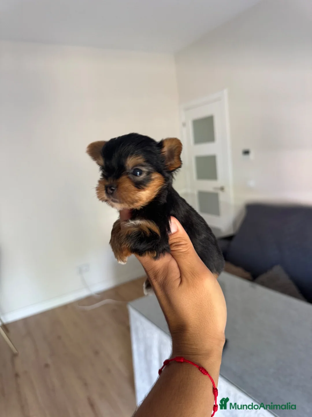 Yorkshire Terrier perros en venta: yorkshire  - Anuncio 8