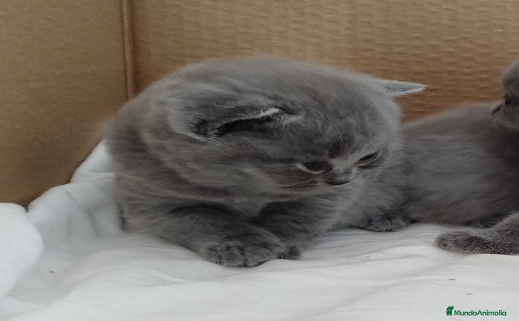 Británico de Pelo Corto Azul gatos - Anuncio 1