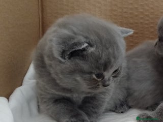 Británico de Pelo Corto Azul gatos - Anuncio 1