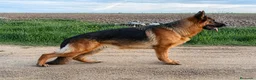 Pastor Alemán perros en venta: Cachorros de pastor alemán  - Anuncio 2