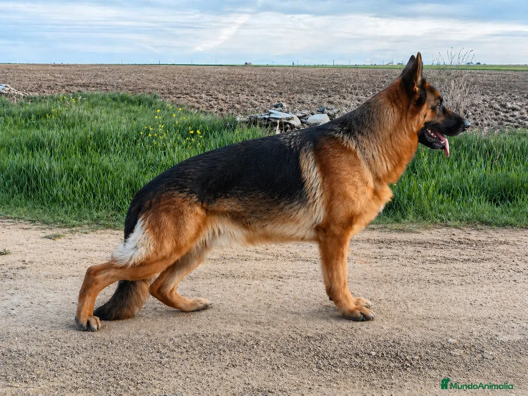 Pastor Alemán perros en venta: Cachorros de pastor alemán  - Anuncio 2