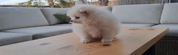 Pomerania perros en venta: Cachorrito de Pomerania  - Anuncio 3