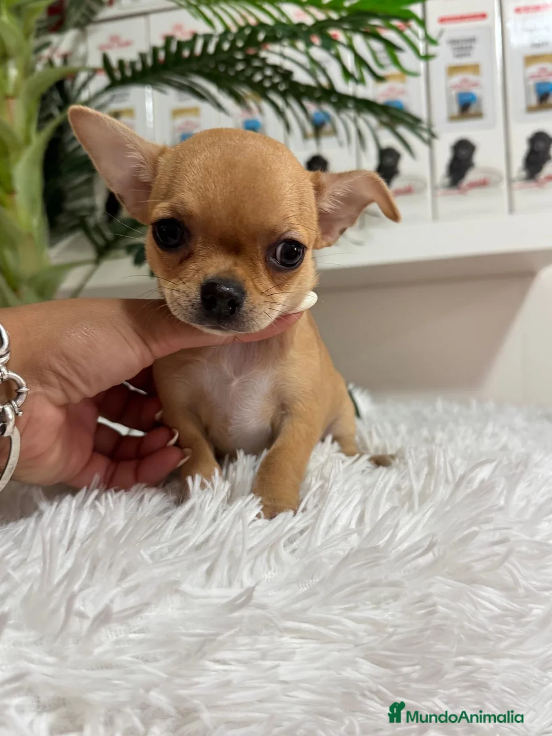 Chihuahua perros en venta: CHIHUAHUA HEMBRA COLOR CANELA - Anuncio 2