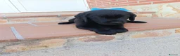 Labrador Retriever perros en venta: Labradores de Quercuscan  - Anuncio 4
