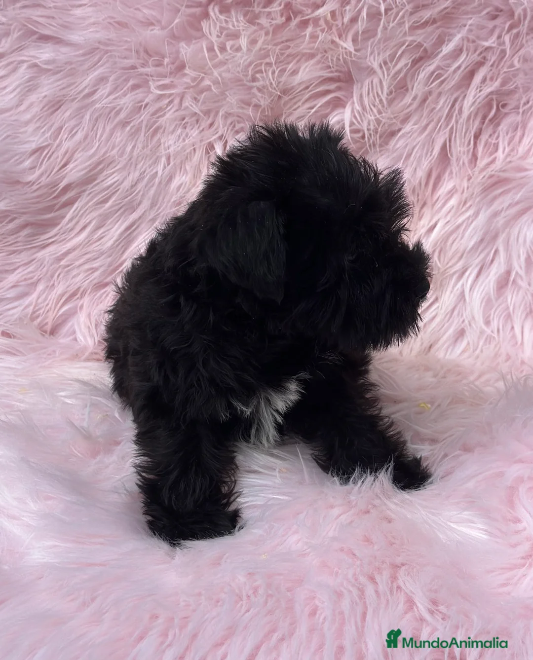 Schnauzer Miniatura perros en venta: SCHNAUZER HEMBRA DISPONIBLE en Barcelona - Anuncio 3